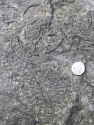 Ammonites at Portrush